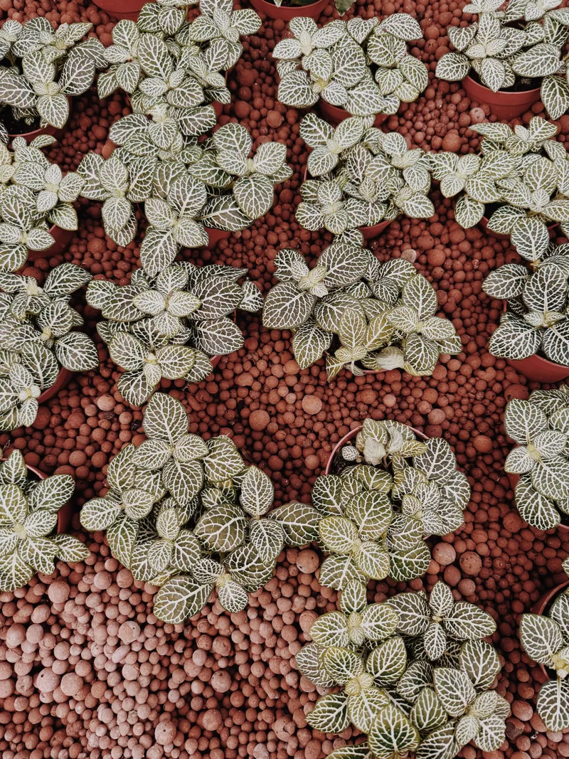 Vue de dessus sur des billes d'argile expansée entre des pots de plantes, matière de drainage